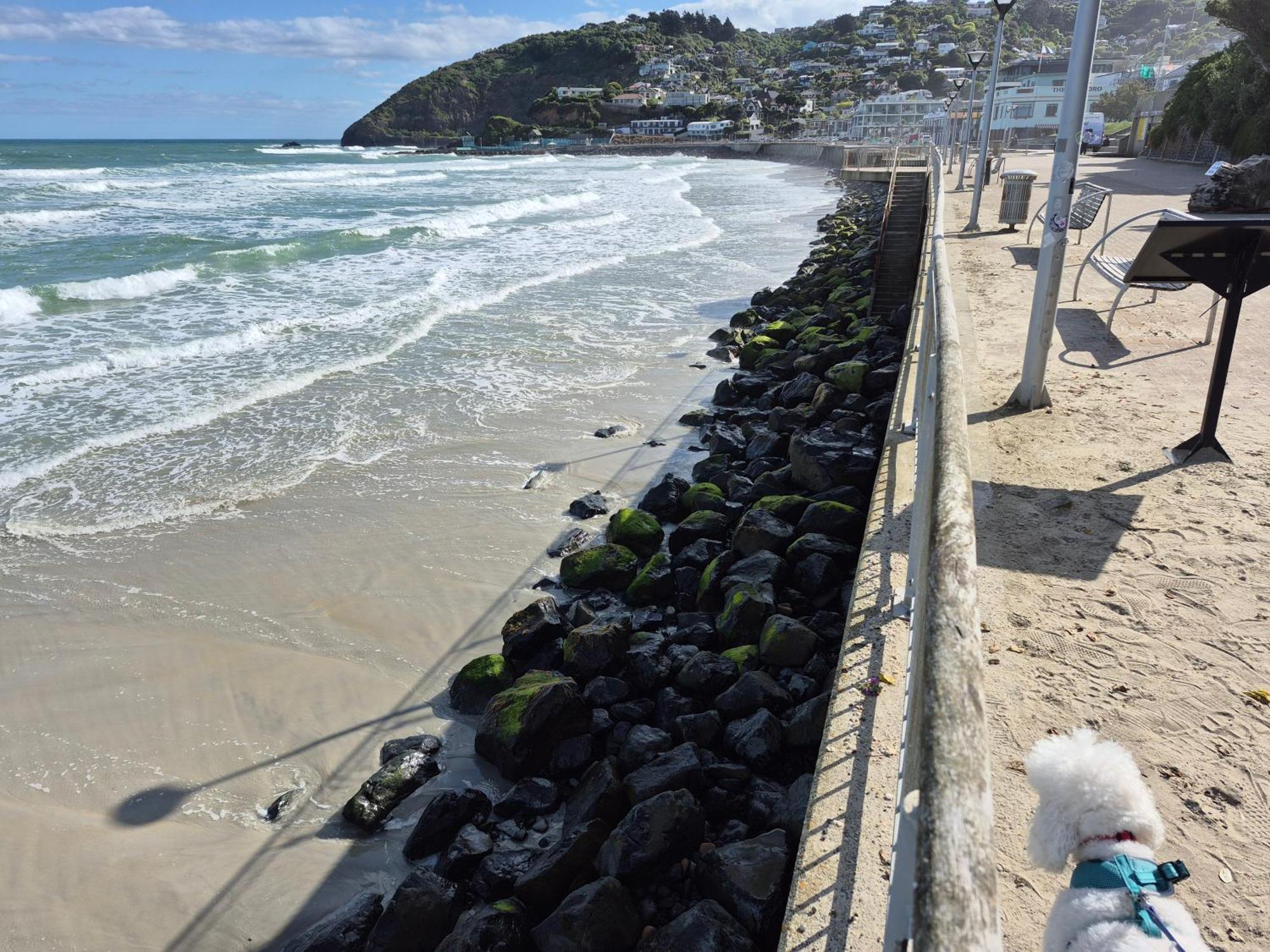 Rosemount B&B By The Sea St Clair Dunedin Dış mekan fotoğraf